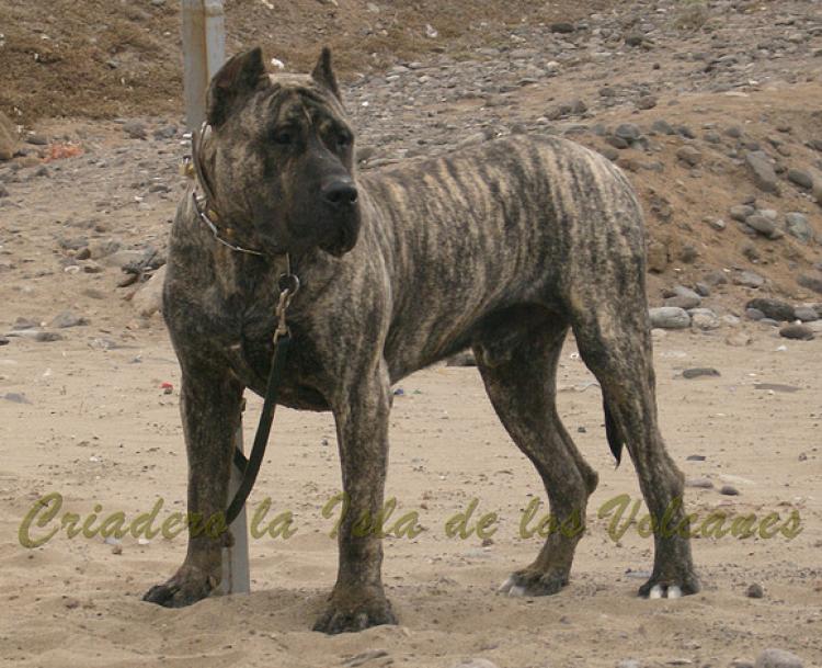 Dogo Canario. Taison De La Isla De Los Volcanes.