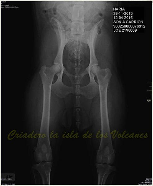 Dogo Canario. Haria De La Isla De Los Volcanes.