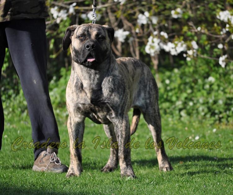 Dogo Canario. Niko De La Isla De Los Volcanes.