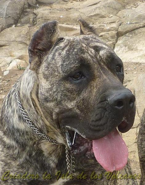Dogo Canario. Jairo De La Isla De Los Volcanes.