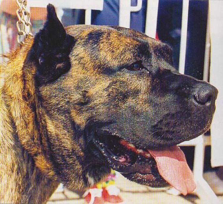 Dogo Canario. Barón.
