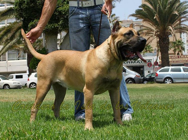 Dogo Canario. Sofia De La Isla De Los Volcanes.