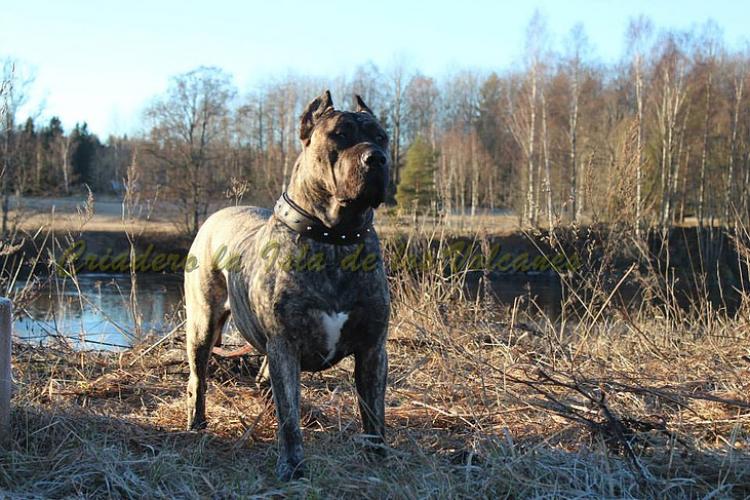 Dogo Canario. Larry De La Isla De Los Volcanes.