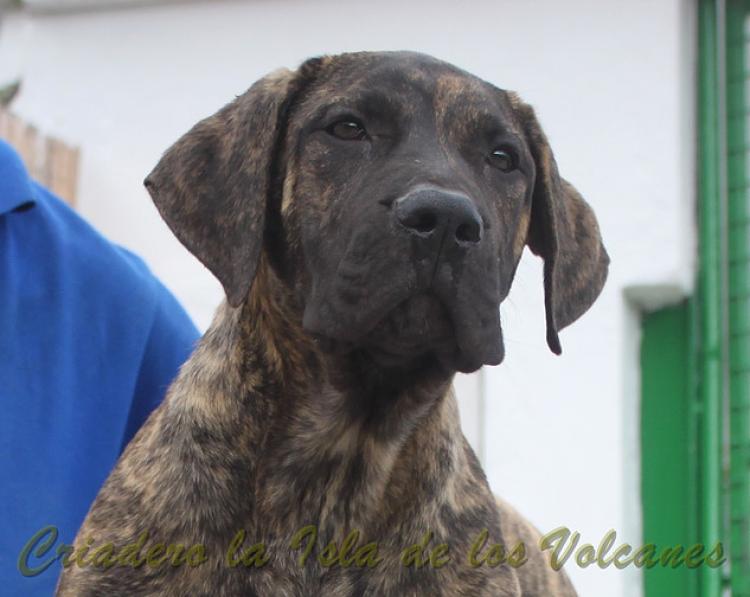 Dogo Canario. Faraon De La Isla De Los Volcanes de cachorro.