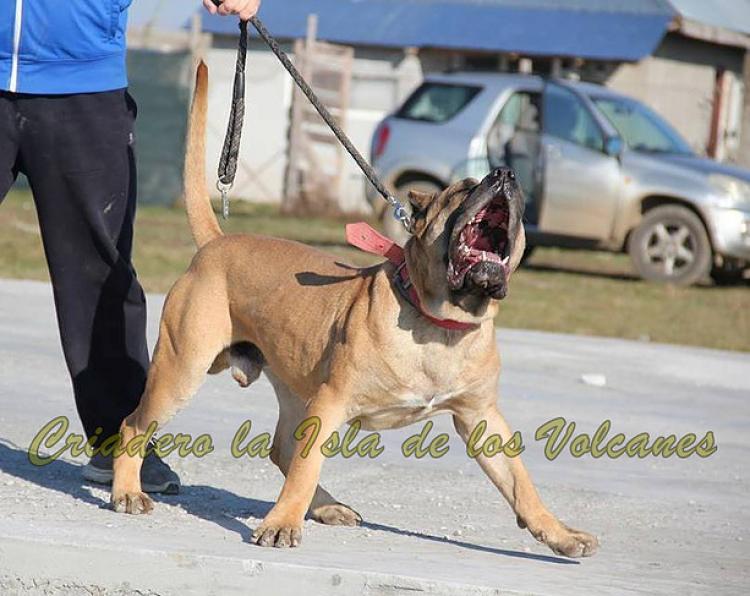 Dogo Canario. Hitler De La Isla De Los Volcanes.