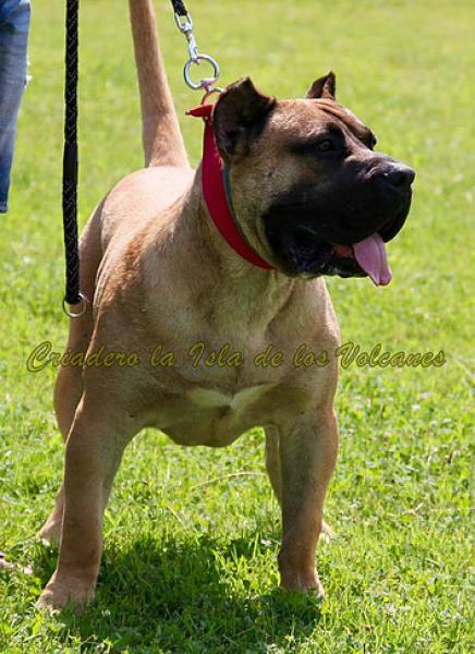 Dogo Canario. Hitler De La Isla De Los Volcanes.