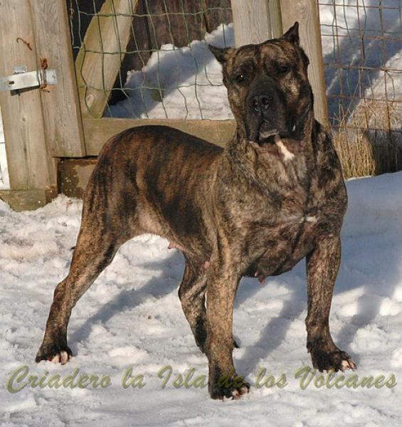 Dogo Canario. Yanela De La Isla De Los Volcanes. Dogo Canario. Yanela De La Isla De Los Volcanes.