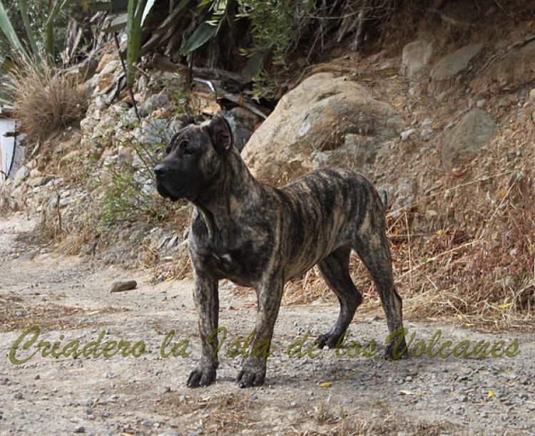 Dogo Canario. Havana De La Isla De Los Volcanes.