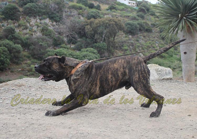 Dogo Canario. FRANCO DE LA ISLA DE LOS VOLCANES.