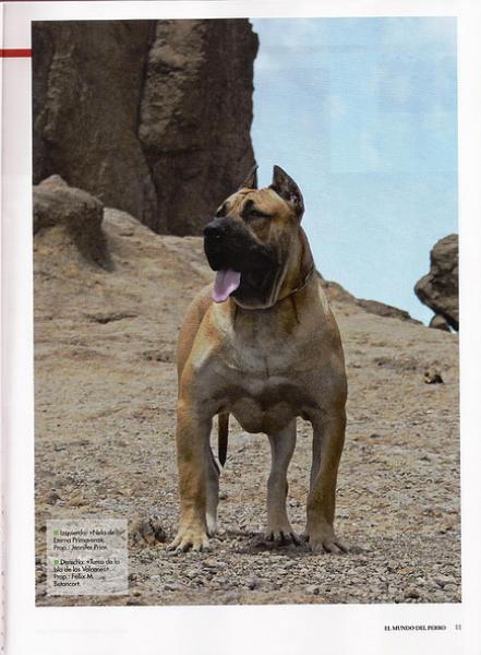 Dogo Canario. Pagina 11.