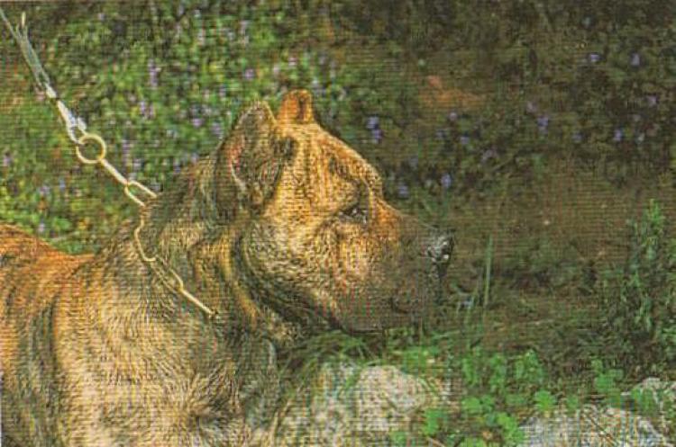 Dogo Canario. Tamaran.