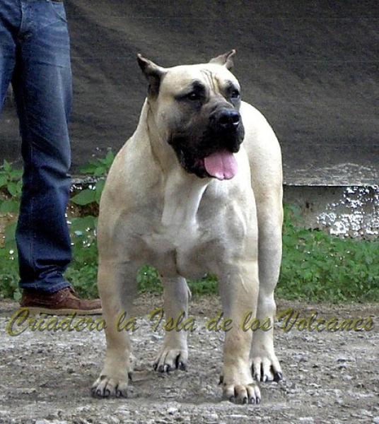 Dogo Canario. Vicky De La Isla De Los Volcanes en 2013.