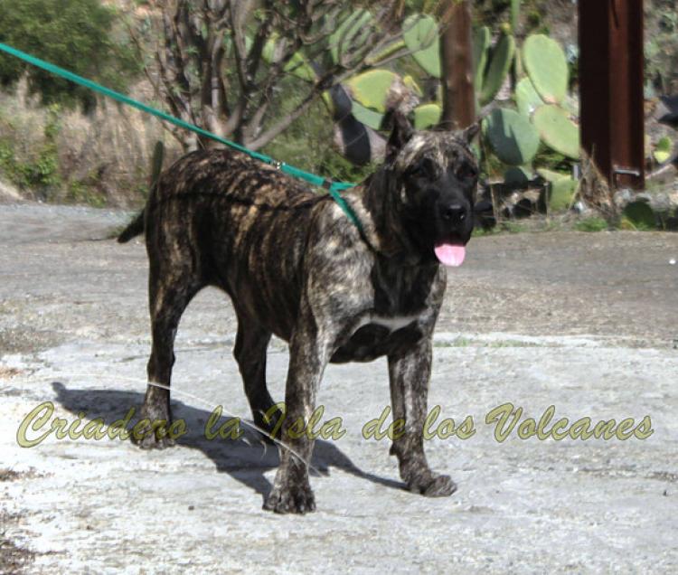 Dogo Canario. Kaifa De La Isla De Los Volcanes.