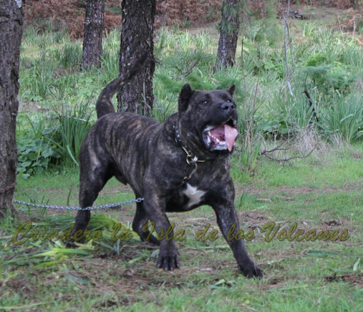 Dogo Canario. FANNY DE LA ISLA DE LOS VOLCANES con 20 meses.