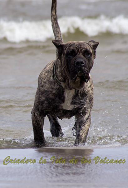 Dogo Canario. Hurcan De La Isla De Los Volcanes.
