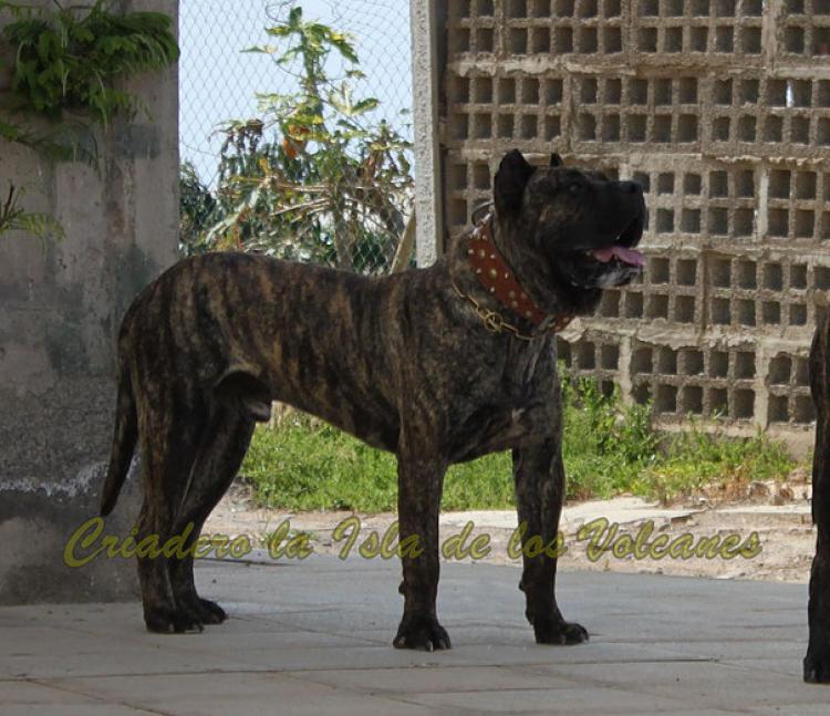 Dogo Canario. Faraon De La Isla De Los Volcanes con 20 meses.