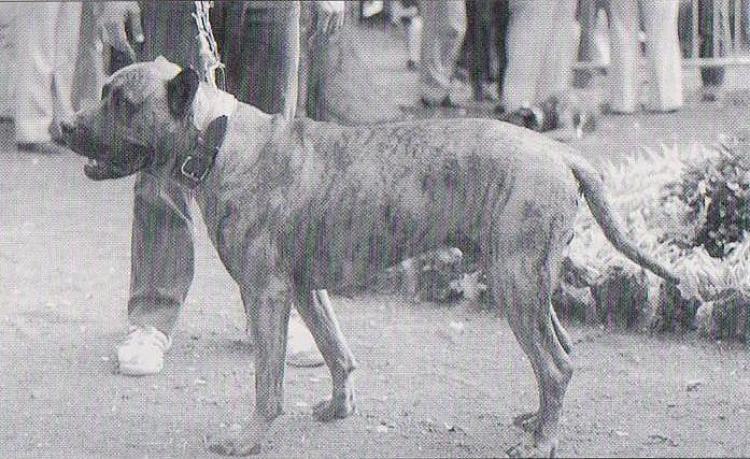 Dogo Canario. Fotos Historicas. Volcan.