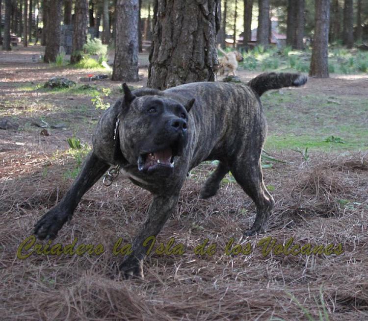 Dogo Canario. Cora De La Isla De Los Volcanes.