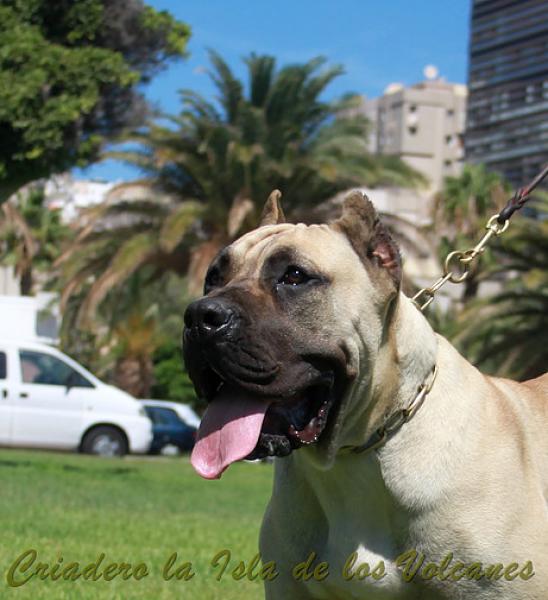 Dogo Canario. Vicky De La Isla De Los Volcanes con 12 meses.
