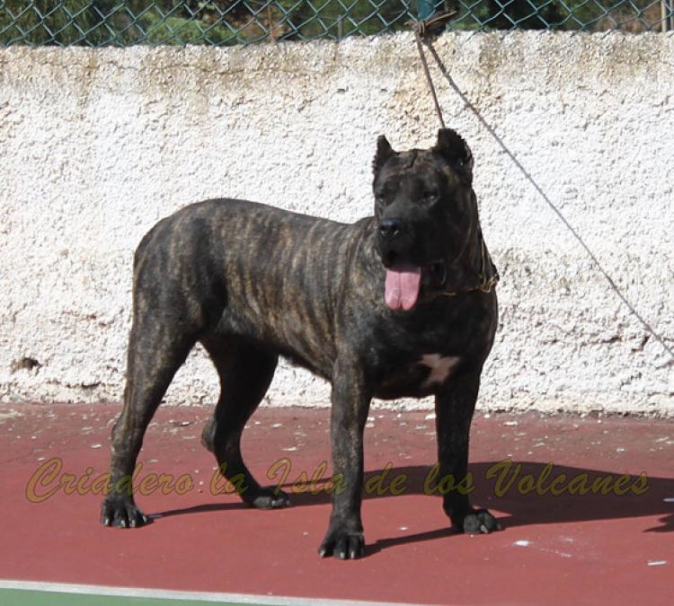 Dogo Canario. FANNY DE LA ISLA DE LOS VOLCANES en 2016.