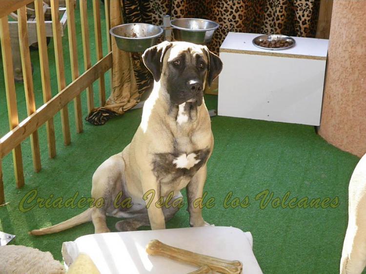 Dogo Canario. Ambar De La Isla De Los Volcanes.