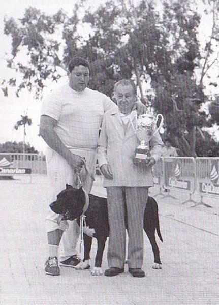 Dogo Canario. Criador Veterano.