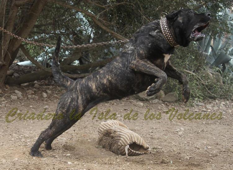Dogo Canario. Yuma De La Isla De Los Volcanes. Prueba de Trabajo.