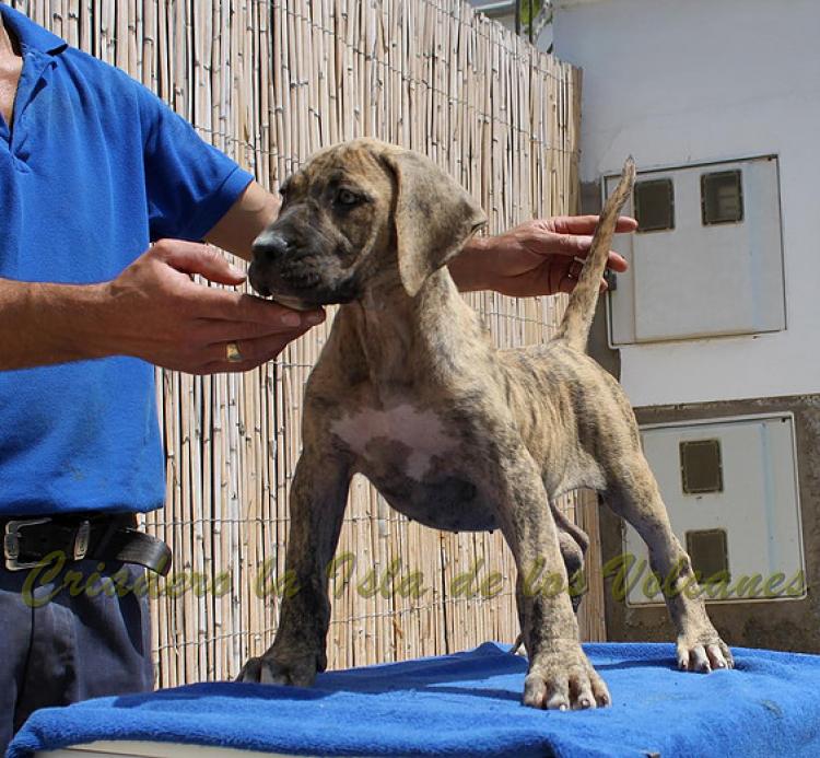 Dogo Canario. Estela De La Isla De Los Volcanes de cachorra.