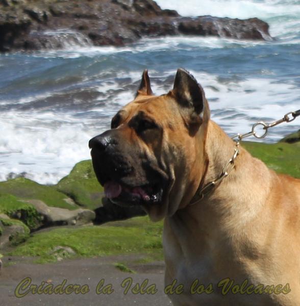 Dogo Canario. Turco De La Isla De Los Volcanes.