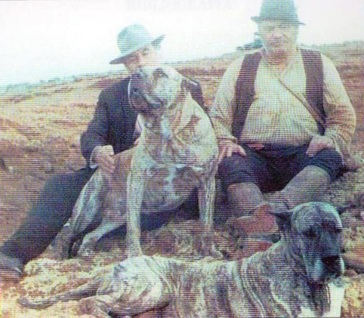 Dogo Canario. Satán y Ziba.
