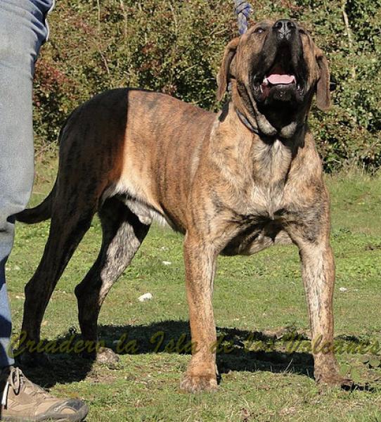 Dogo Canario. Kimbo De La Isla De Los Volcanes.