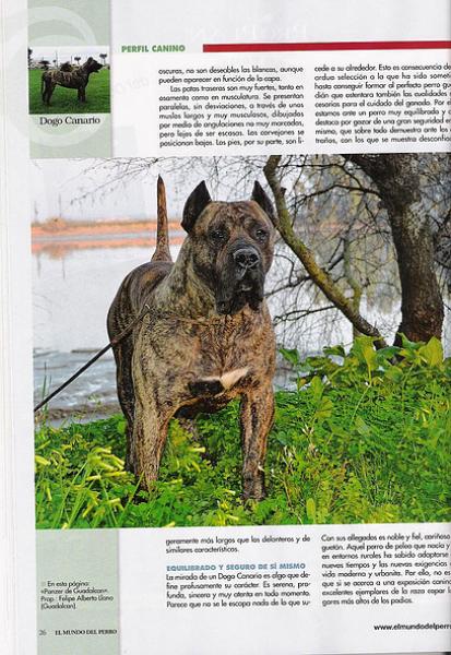 Dogo Canario. Pagina 26.