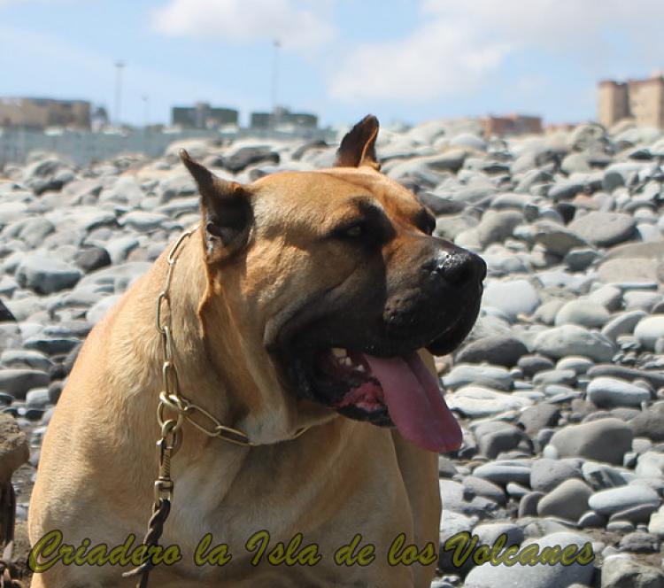 Dogo Canario. Turco De La Isla De Los Volcanes. Ultimas fotos.