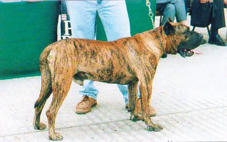Dogo Canario. Verdugo.