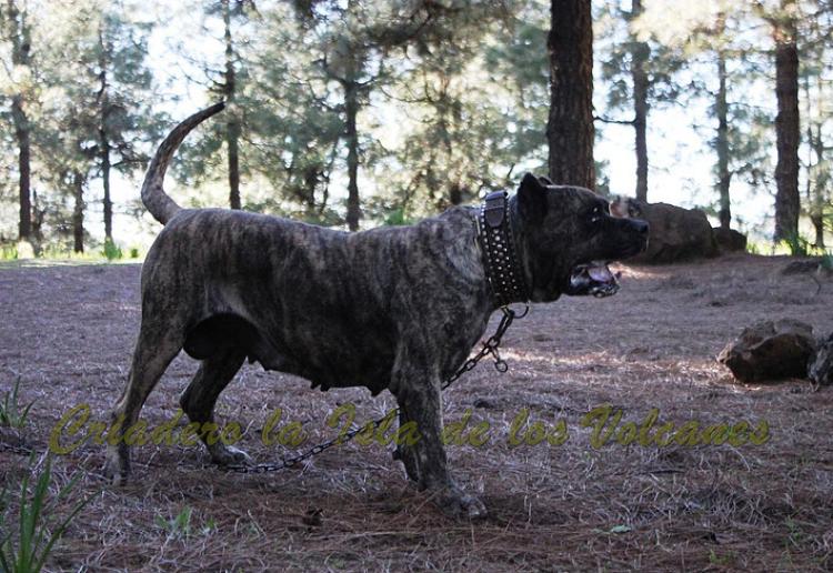 Dogo Canario. Faina De La Isla De Los Volcanes en 2015.