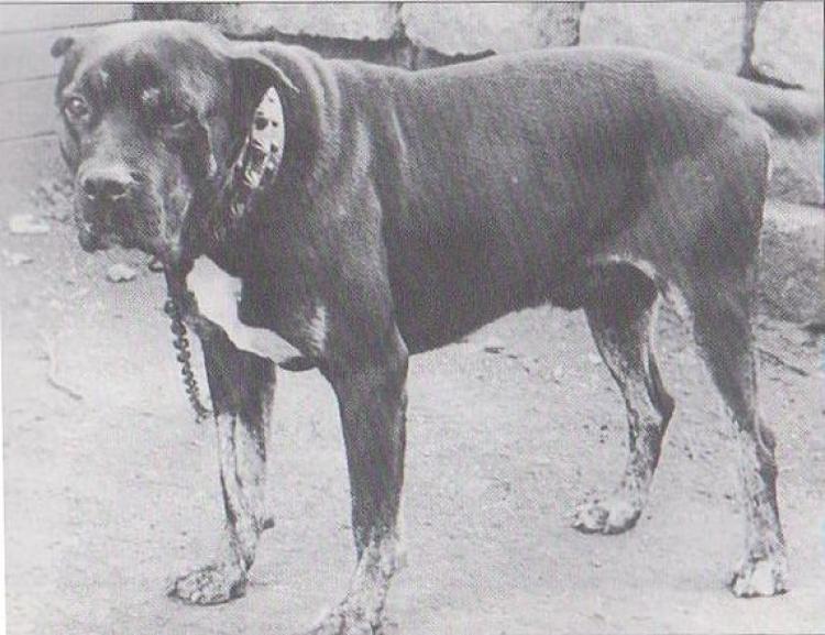 Dogo Canario. Fotos Historicas. Derby.