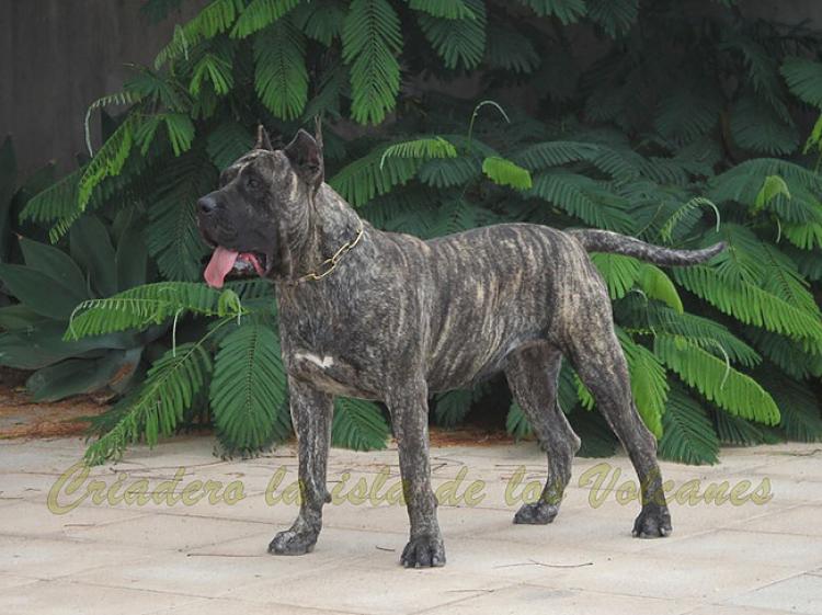 Dogo Canario. Haria De La Isla De Los Volcanes.