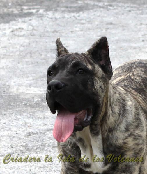 Dogo Canario. Hurcan De La Isla De Los Volcanes.