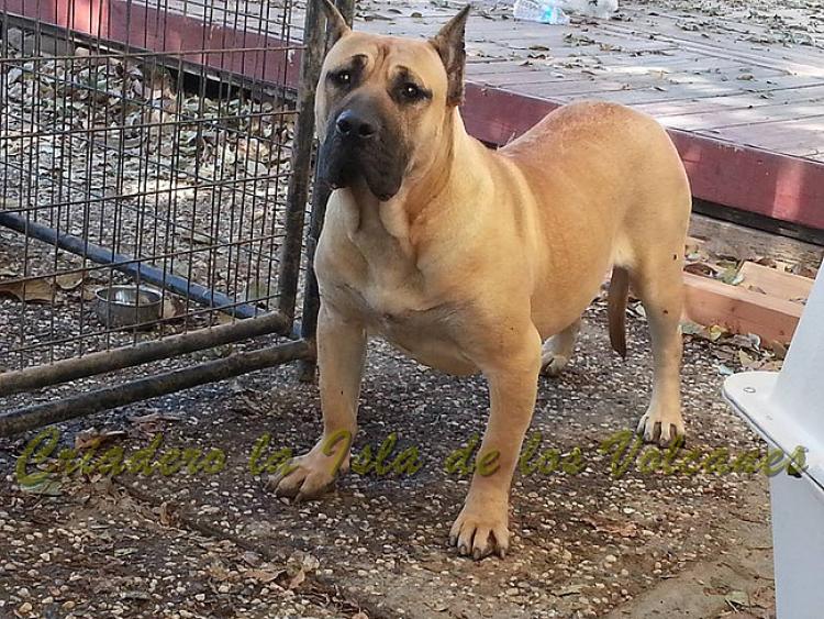 Dogo Canario. Duna I De La Isla De Los Volcanes.