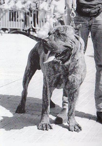 Dogo Canario.