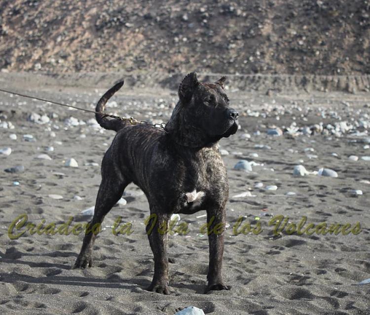 Dogo Canario. FANNY DE LA ISLA DE LOS VOLCANES con 8 meses.