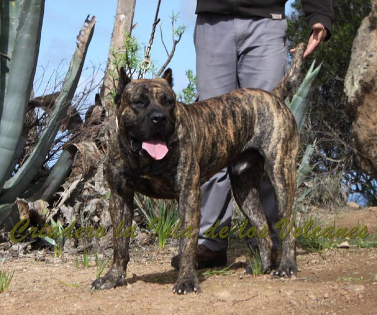 Dogo Canario. Faraon De La Isla De Los Volcanes con 17 meses.