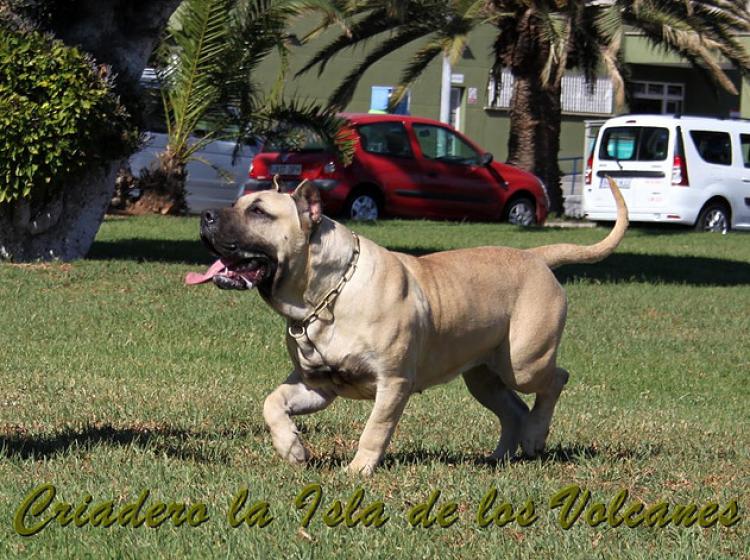 Dogo Canario. Agora De Isla De Los Volcanes.
