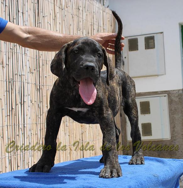 Dogo Canario. FRANCO DE LA ISLA DE LOS VOLCANES de cachorro.