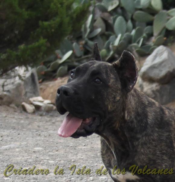 Dogo Canario. Cora De La Isla De Los Volcanes.