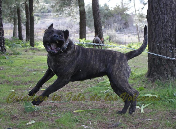 Dogo Canario. FANNY DE LA ISLA DE LOS VOLCANES con 20 meses.