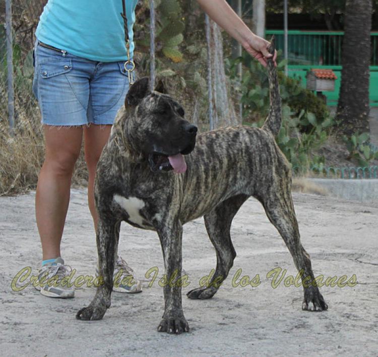Dogo Canario. LLAIMA DE LA ISLA DE LOS VOLCANES con 10 meses.