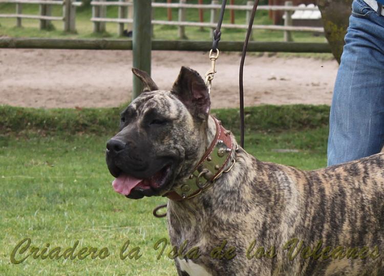 Dogo Canario. Ekaiza De La Isla De Los Volcanes.