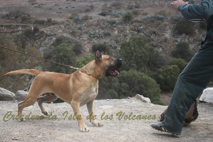 Dogo Canario. Turco De La Isla De Los Volcanes. Prueba de Caracter. Dogo Canario. Turco De La Isla De Los Volcanes. Prueba de Caracter.