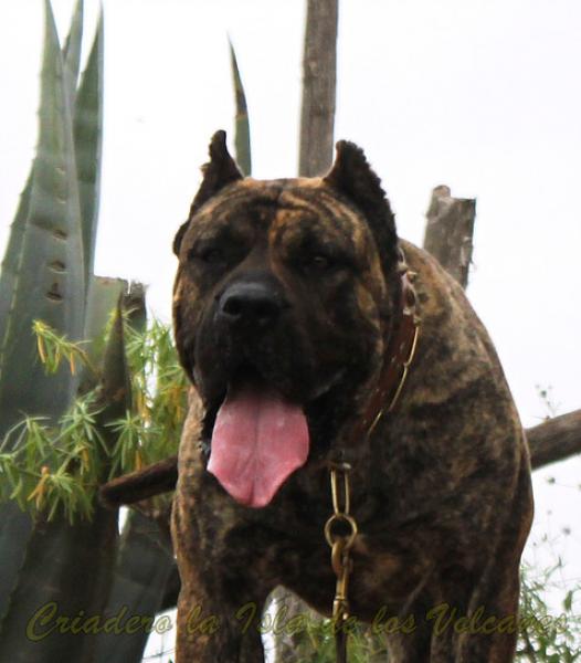 Dogo Canario. Faraon De La Isla De Los Volcanes.